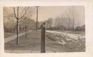 RPPC TAME MAGPIE BIRD ON FENCE POST ON SNOWY STREET c1910 POSTCARD 091725 U - Picture 1 of 2