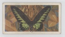 1964 Brooke Bond Butterflies of the World Rajah Brooke's Birdwing #21 0a1