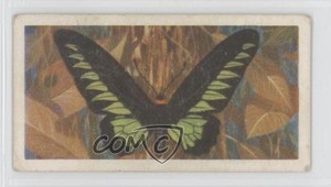 1964 Brooke Bond Butterflies of the World Rajah Brooke's Birdwing #21 0a1