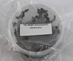 FLASK Anoectochilus albolineatus -- Jewel Orchid - Picture 1 of 2
