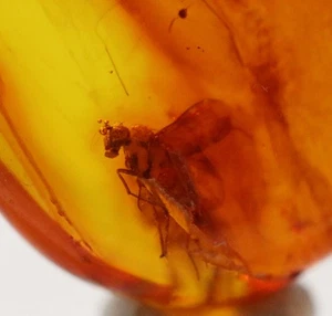 Baltic Amber with 2 Insects | Fossil Inclusions in Genuine Certified Amber - Picture 1 of 6