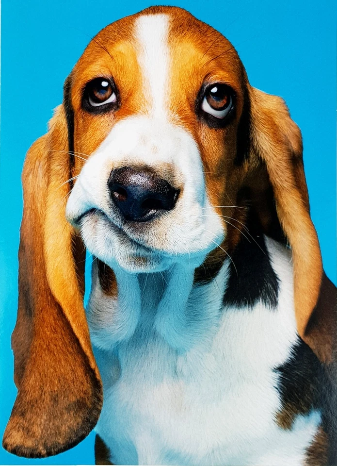 Avanti Press GET WELL Greeting Card Dog Frown When Down "FEEL BETTER!" - Image 1 of 3