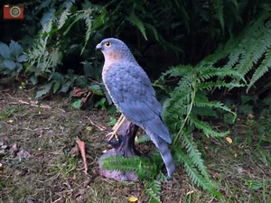 SPARROW FALK von Vivid Arts. Hervorragendes Haus- oder Gartenornament. Sehr realistisch - Bild 1 von 10