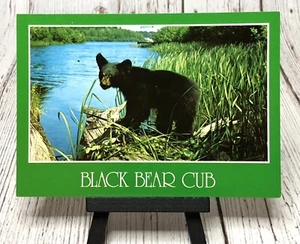 If I Do It, I'll Get Soaked BLACK BEAR CUB Funny Humor Postcard - Picture 1 of 4
