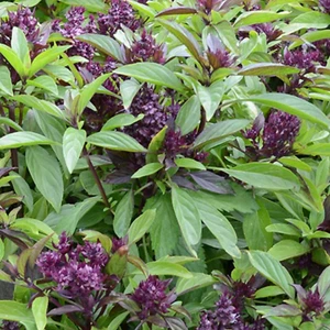 Thai Basil Seeds - 130 Fresh Siam Queen Basil Herb Seeds Grow Plant Indoors UK - Picture 1 of 7