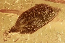 LEAF Nice Plant Fossil Inclusion Genuine BALTIC AMBER 200602-39 +IMG