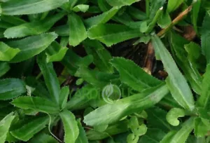 6 Live Plants, CULANTRO, Eryngium Foetidum parley, Ngo Gai,in moist soil , USA - Picture 1 of 4