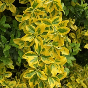 2.25 Gal. Euonymus Golden Flowering Shrub With White Blooms - Picture 1 of 12