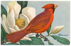 Cardinal - Peterson Birds - Federación Nacional de Vida Silvestre 1957 - Imagen 1 de 2
