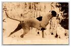1942 RPPC Doggone Good Dog Jagd Coon Hound Zeiger Nord-Michigan