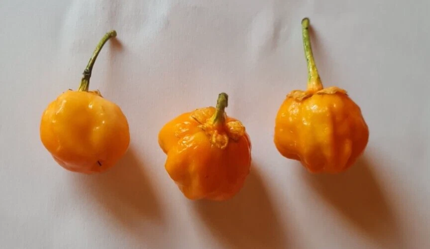 20 semillas de chicle naranja de chile burbuja - Imagen 1 de 1