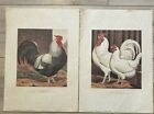 Vintage graphiques Tassotti Rooster & Hens Fine Prints No. 7043 7046 Italie 
