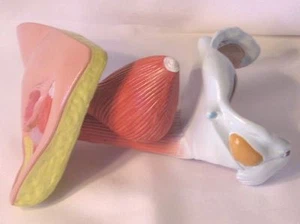 Educación sexual femenina anatomía genital modelo anatómico enseñanza médica escuela - Imagen 1 de 5