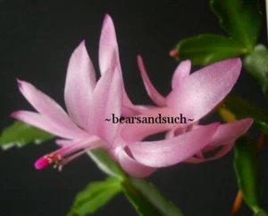 Schlumbergera - Exotica Agnetha - Picture 1 of 2