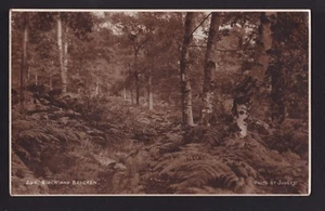 c1926 foto d'arte di Judges of Birch & Bracken cartolina paesaggio Regno Unito - Foto 1 di 2