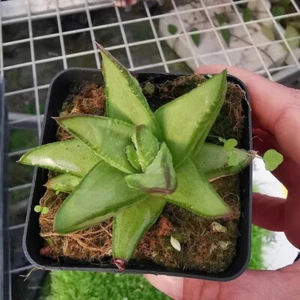 Astroloba cv. 'Gintsuno', --rare succulent - Picture 1 of 1