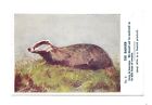 Advertising Ideal Milk Nestle Product The Badger No.6 Postcard