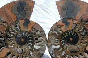 1019xx RARE 1in100 BLACK Ammonite PAIR Deep Crystal 110myo FOSSIL XXLG 250mm 10" - Picture 1 of 12