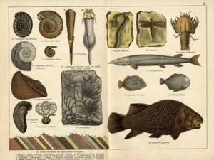 1886 KENNGOTT/ROLLE CHROMO Jurassic: ammonites, sea lilies, fish fossils, ... - Picture 1 of 3