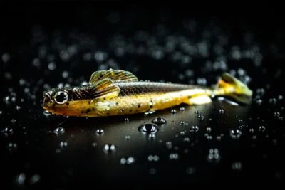 Lurejunks - Finisher - 8cm - 5 Gummifische - alle Farben -