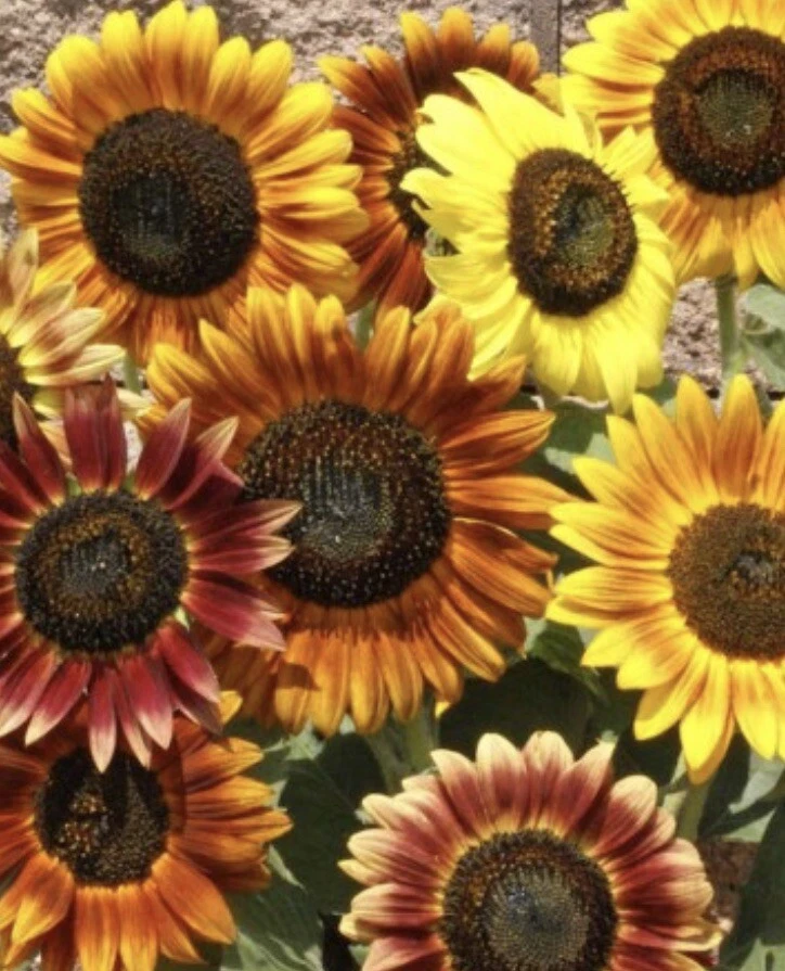 Helianthus annuus - Sunflower Seeds - Autumn Beauty Seeds - 200 + Seeds - Image 1 of 1