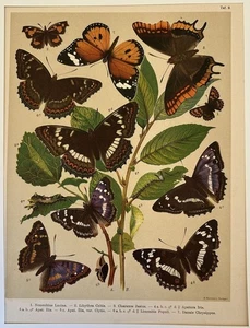SCHMETTERLINGE CHROMOLITHOGRAPHIE NEMEOBIUS LUCINA LIBYTHEA CHARAXES APATURA DANAIS 1888 - Bild 1 von 2