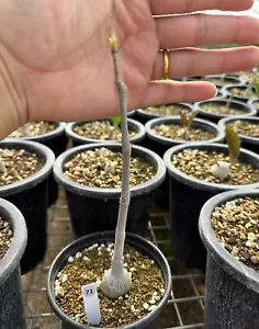 Rara planta suculenta viva Cyphostemma laza raíz propia al azar Caudex boutique - Imagen 1 de 2