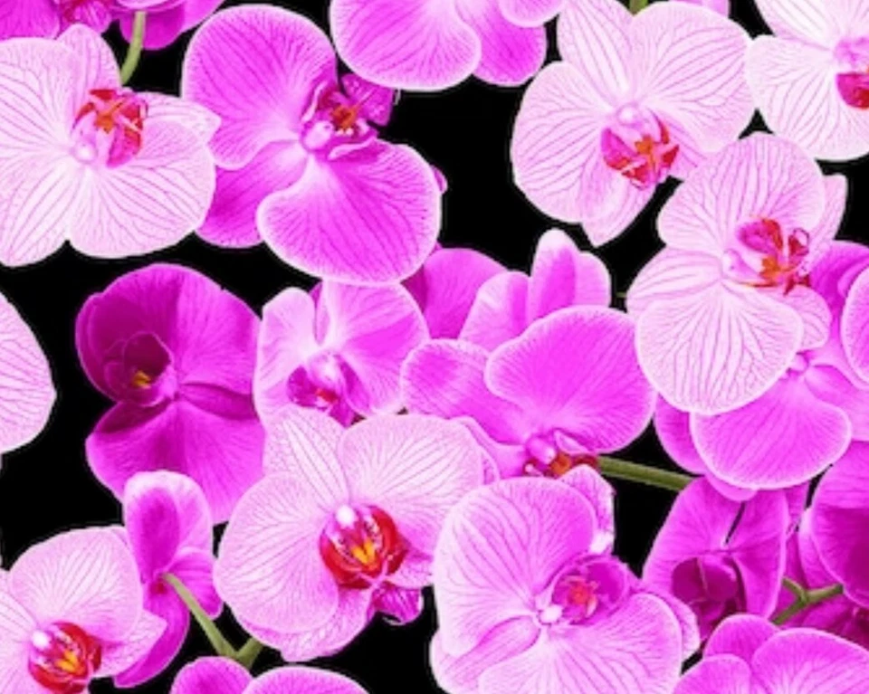 Garden Bouquet by Chong A Hwang Pink Orchid Cotton Quilt Fabric by The Yard - Image 1 of 1