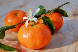 5 X IMPERIAL MANDARIN SEEDS-CITRUS-FRUIT TREE-YOUR GARDEN ORCHARD-SWEET FRUIT - Picture 1 of 4