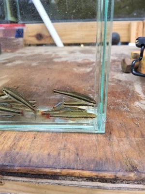 20 Killifish Bluefin - Imagem 1 de 4