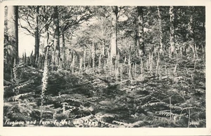 PC73043 Foxglove and Fern Forest of Dean. Lilywhite. RP - Imagen 1 de 2