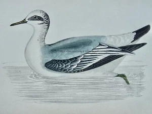c1867 Antique Print GREY PHALAROPE A History of British Birds by F.O. Morris - Picture 1 of 2