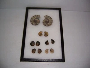 Lote de 6 fósiles de cristal de amonita pulidos de corte en estuche - Imagen 1 de 10