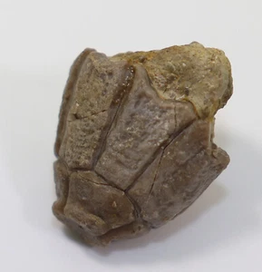 Crinoide, Megaradialocrinus elongatus, Devon, Givet, Gerolstein, Eifel, GER-k151 - Foto 1 di 6
