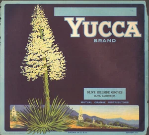 *Original* YUCCA Plant *SCARCE* OLIVE, CALIF Orange Crate Label NOT A COPY! - Picture 1 of 1