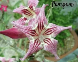 5 Red White Pampam Star Desert Rose Seeds Adenium Obesum *Buy 4 Free Tracking - Picture 1 of 1