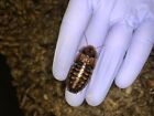 Adult Dubia Roaches (20 Female Dubia + 5 Males)