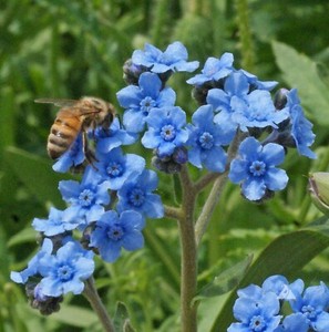 Forget Me Not 种子和鳞茎 Ebay