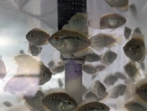 Rainbow Cichlid 2", Live fish, Tank bred - Picture 1 of 5