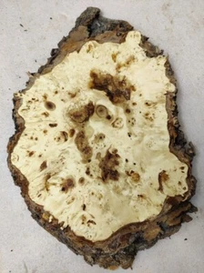 Baumscheibe 57 x 35 x 4,5 cm  Pappel Maser Epoxidharz  D 69 - Bild 1 von 12