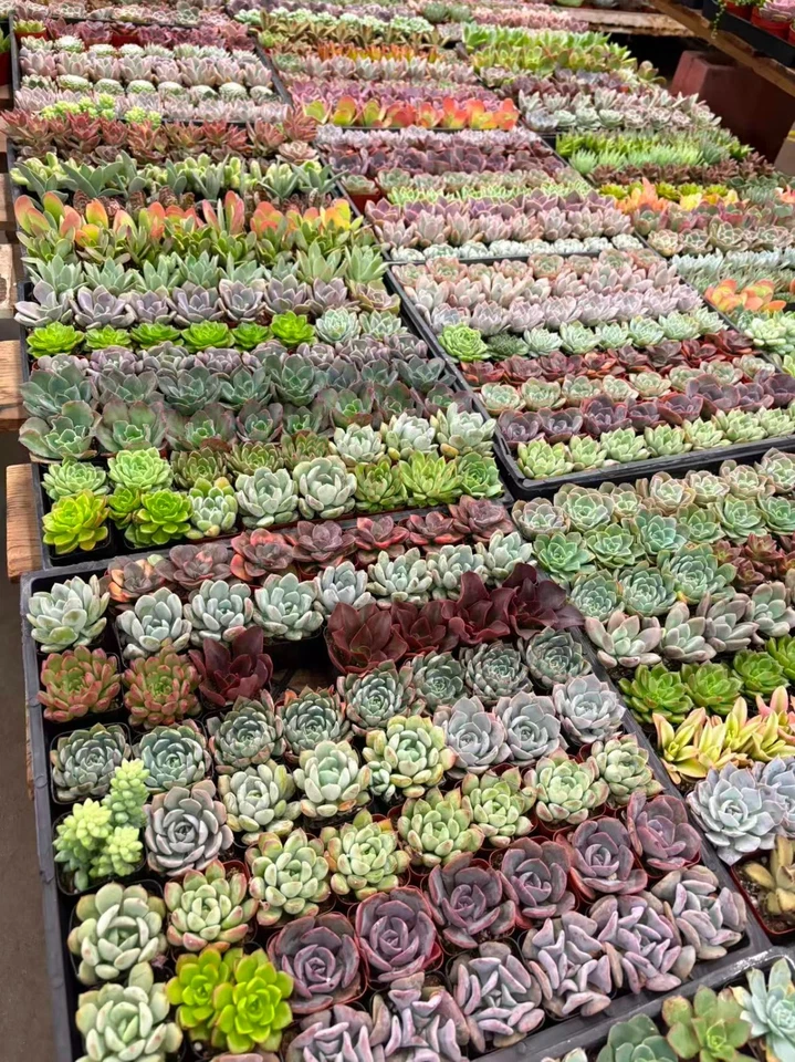 Paquete a granel de plantas suculentas surtidas vivas de 2" - Favores de fiesta de boda envío gratuito Foto 1 de 4