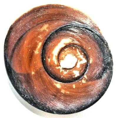 7609 - SHIVA EYE 22-24 MM TIEFSEE KREISEL MUSCHEL - Bild 1 von 2