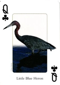 Kleiner Blaureiher Golfküstenvögel - Bild 1 von 4