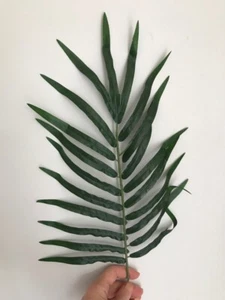 11 Helechos Artificiales de Boston Follaje Planta Hojas Flores Decoración del Hogar 50cm  - Imagen 1 de 1