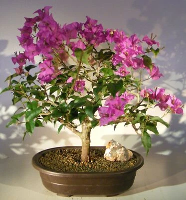 Bougainvillea Bonsai Tree Live Plant Flowering Pink Large 13"H Potted Indoor - Image 1 of 2