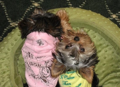 🎄 Sudadera con Capucha Navidad Y2K Juicy Couture Perro - Rosa Bebé (Talla S) Foto 1 de 4