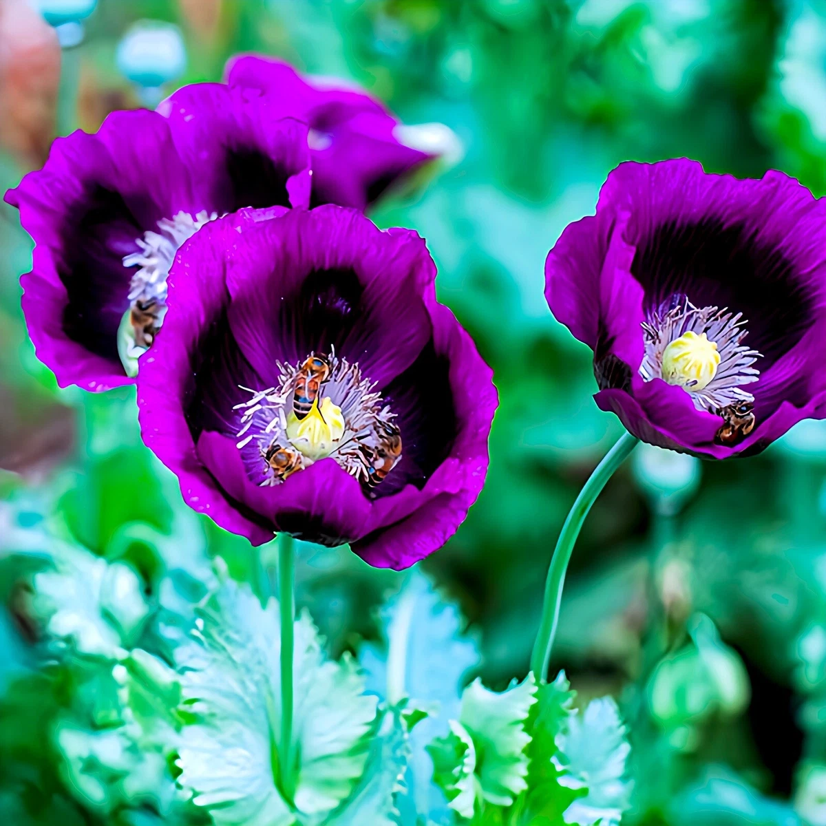 Papaver Somniferum ‚Persian Blue‘ Samen – 2000 Stück, Lila Schlafmohn, Ernte 2024, Aus Deutschland