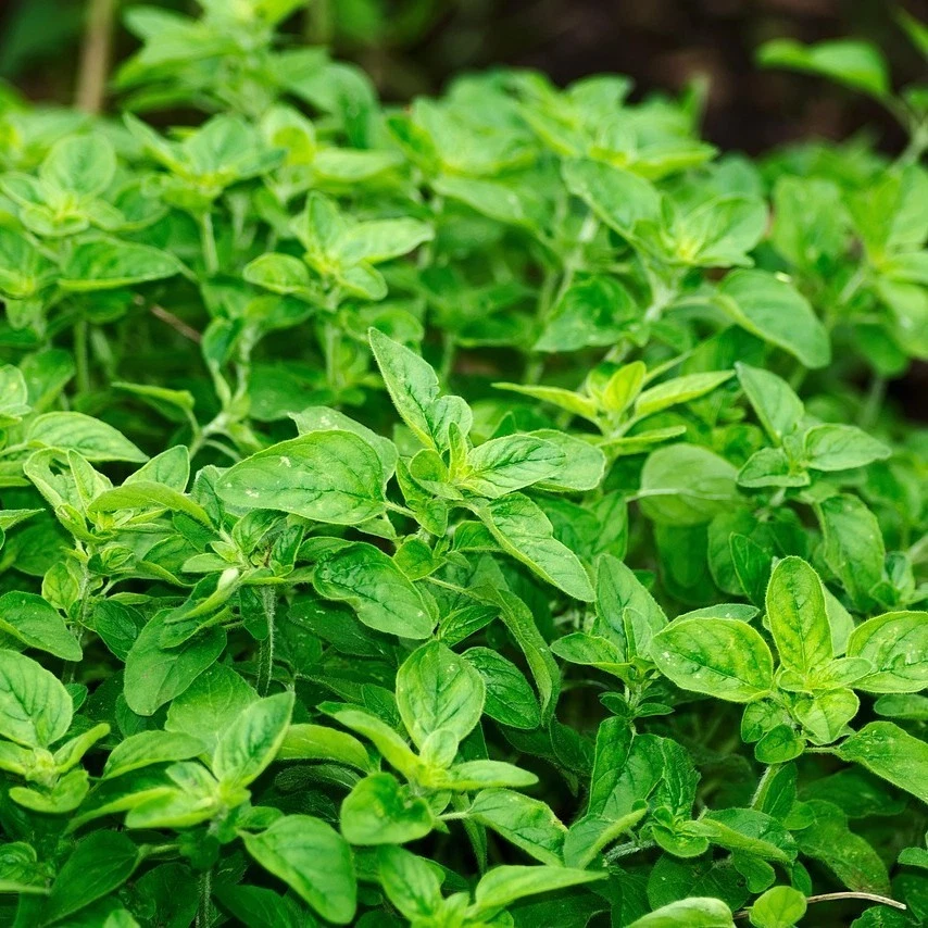 500 Samen Griechischer Oregano origanum vulgar hirtum winterharte Heilpflanze - Bild 1 von 3