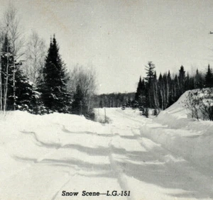 Snow Scene Forest Trees Winter Snowy Ice Landscape Clare MI Vintage Postcard - Picture 1 of 4