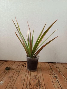 MINI Dracaena planta con RAIZ 5 cm Plantas interior BEBE Decorativas - Foto 1 di 1